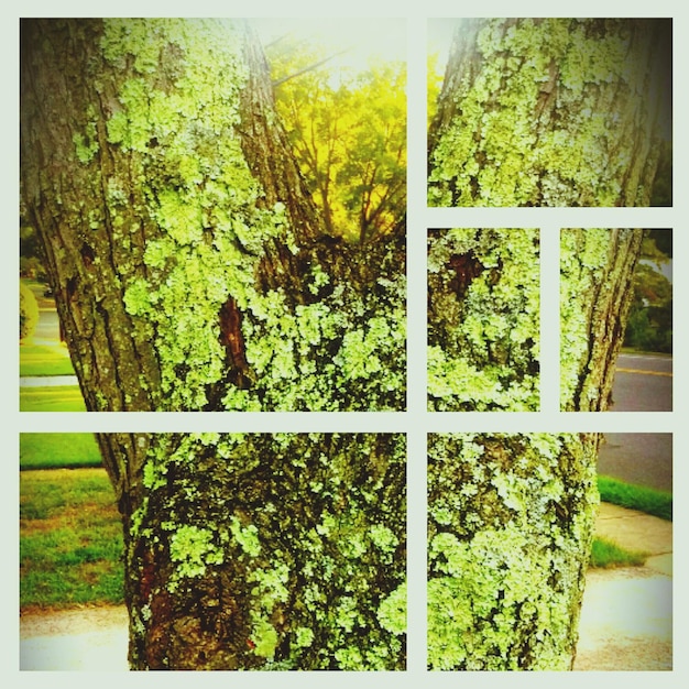 A photograph demonstrating the rule of thirds, showing a landscape divided into nine equal parts, with the main subject (a tree) placed at one of the intersections.