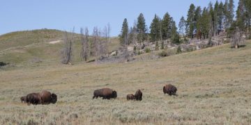 Ethical Wildlife Photography in National Parks: 2025 Guidelines - Cover Image