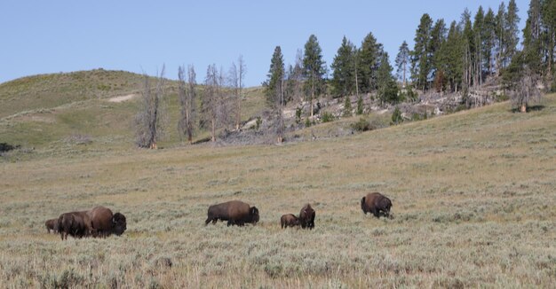 Ethical Wildlife Photography in National Parks: 2025 Guidelines