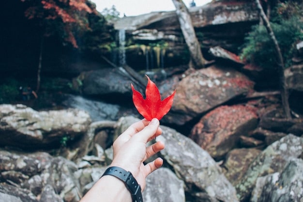 A close-up shot of a red maple leaf against the backdrop of a blurry, colorful forest in the Great Smoky Mountains National Park.