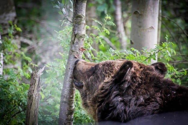 A close-up photograph of a bear in a wooded area, sniffing the air. The bear has a thick, brown coat and appears to be in its natural habitat. The background is blurred, emphasizing the bear as the subject and creating a sense of proximity and realism.