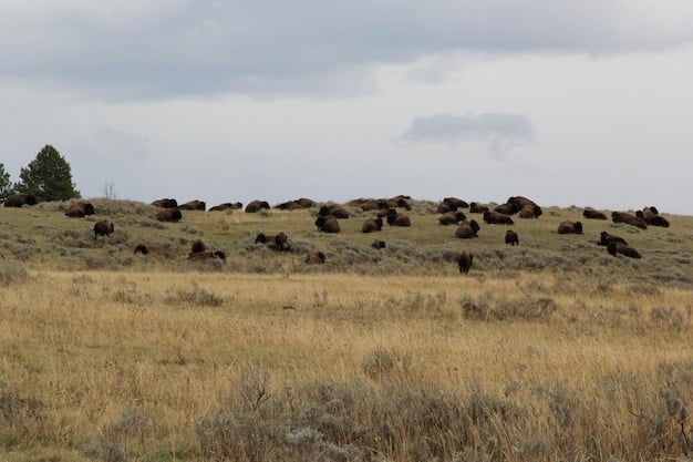 A scenic view of a herd of bison grazing in a vast, open field within a national park. Visitors can be seen observing the bison from a designated viewing area, maintaining a respectful distance. The landscape highlights the natural beauty and the importance of preserving wildlife habitats.
