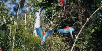 Top 5 US National Parks for Birdwatching & Species Identification - Cover Image