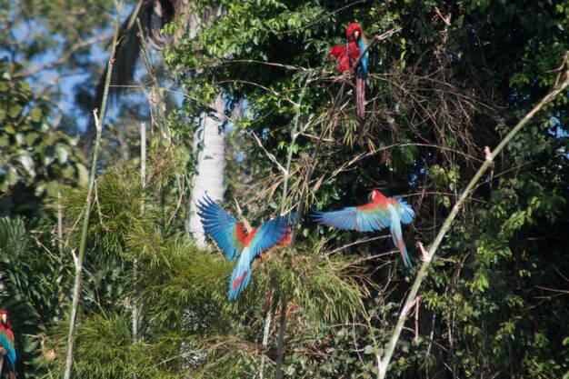 Top 5 US National Parks for Birdwatching & Species Identification