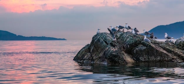 A serene coastal landscape within Acadia National Park, showing a variety of seabirds such as gulls and terns flying along the rocky shoreline. The image captures the dynamic interaction between the birds and the coastal environment.