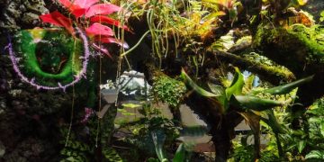 New Initiatives for Endangered Species Preservation in National Parks - Cover Image