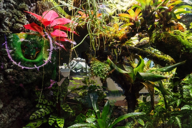 New Initiatives for Endangered Species Preservation in National Parks