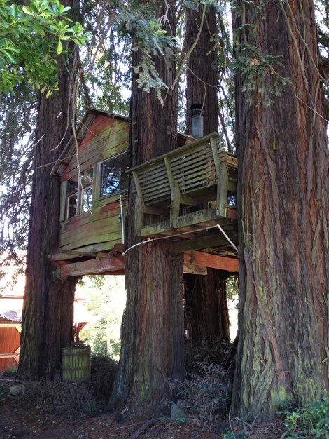 A luxurious treehouse glamping site nestled high in a redwood forest. The treehouse is constructed with natural wood and features large windows offering views of the surrounding forest canopy. A rope bridge leads to the entrance of the treehouse.