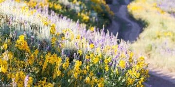 Spring Awakening: Your Guide to Vibrant Weekend Getaways - Cover Image