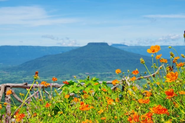 A panoramic view of Asheville, North Carolina, nestled in the Blue Ridge Mountains, with wildflowers blooming in the foreground and the city skyline visible in the distance.