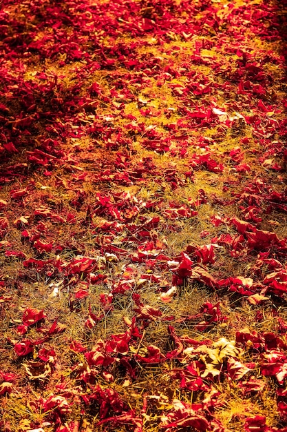A close-up shot of maple leaves showcasing a gradient of colors from vibrant red to deep crimson. Some leaves are starting to curl and fall, creating a carpet of colorful foliage on the ground.