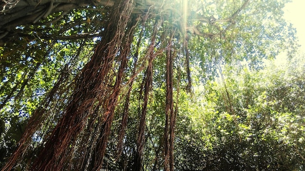 A photograph capturing the dense, green canopy of Congaree National Park. Towering trees, some partially submerged in water, creating reflections. A boardwalk snakes through the forest floor, inviting visitors to explore.